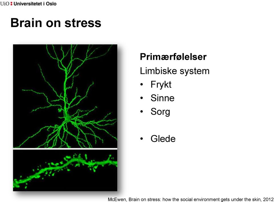 Glede McEwen, Brain on stress: how