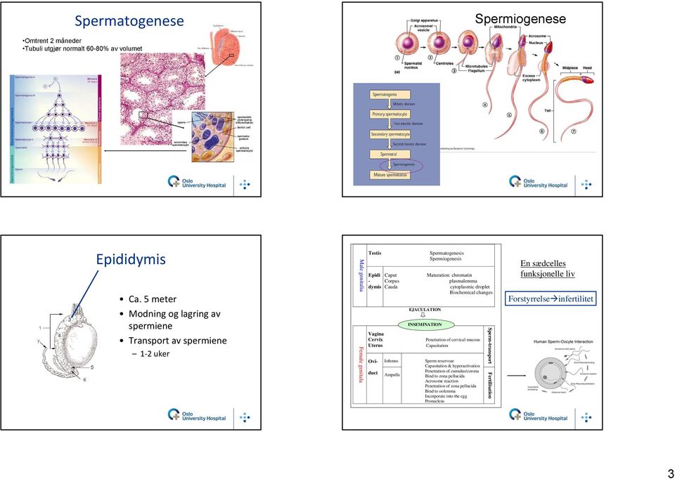 plasmalemma dymis Cauda cytoplasmic droplet Biochemical changes EJACULATION Vagina Cervix Penetration of cervical mucous Uterus Capasitation Ovi- duct Isthmus Ampulla INSEMINATION Sperm