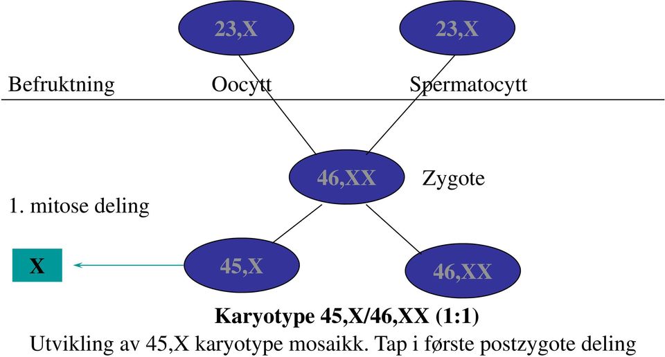 Karyotype 45,X/46,XX (1:1) Utvikling av 45,X