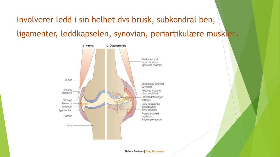 ligamenter, leddkapselen,