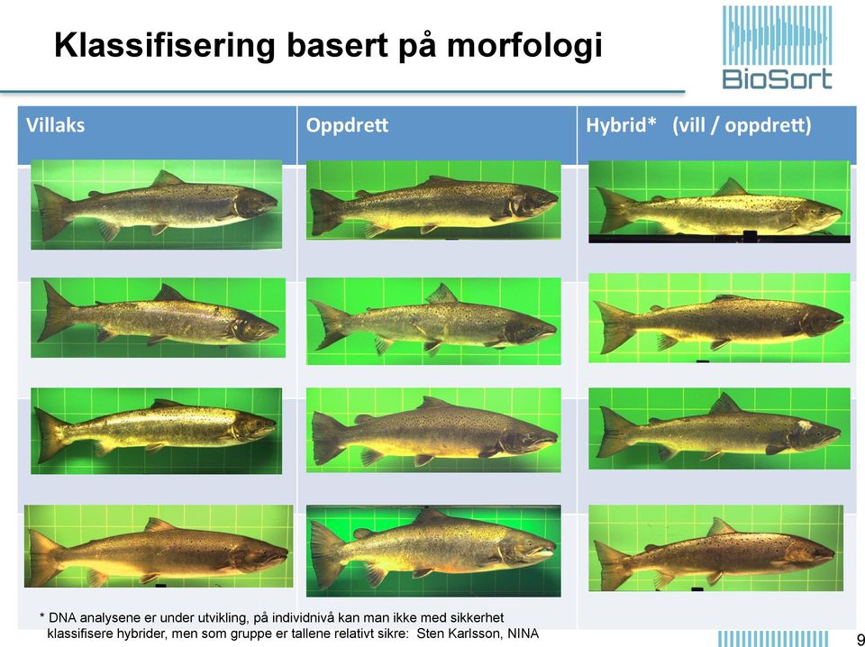 individnivå kan man ikke med sikkerhet klassifisere