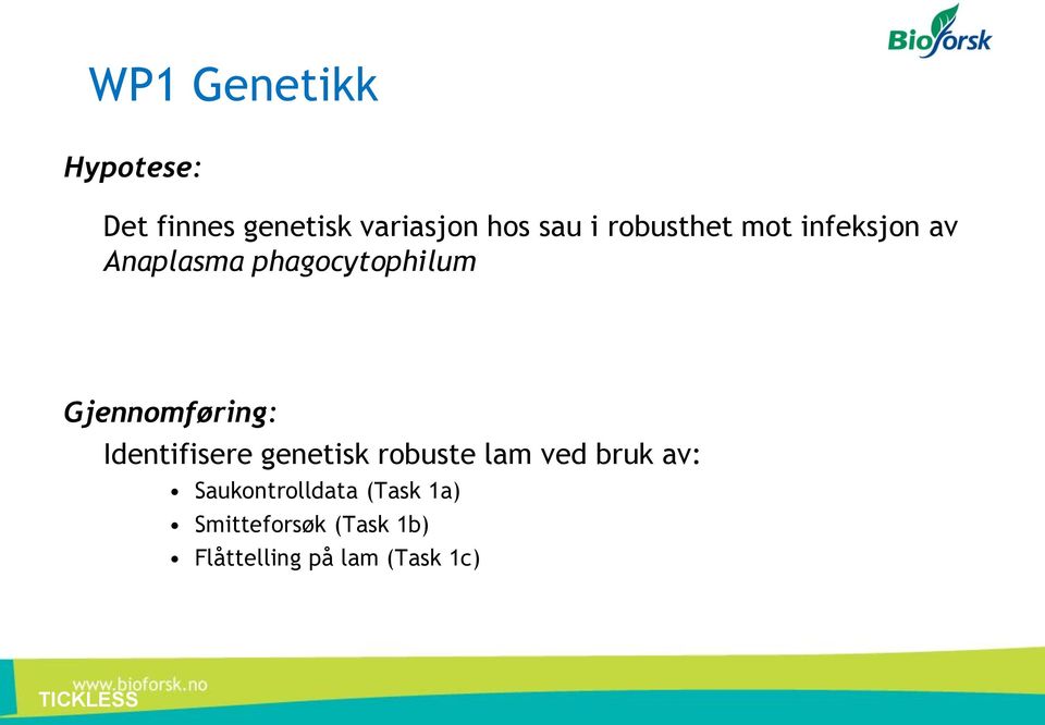 Gjennomføring: Identifisere genetisk robuste lam ved bruk av: