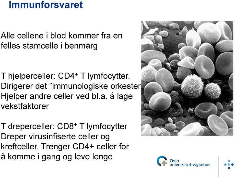 Dirigerer det immunologiske orkesteret Hjelper an