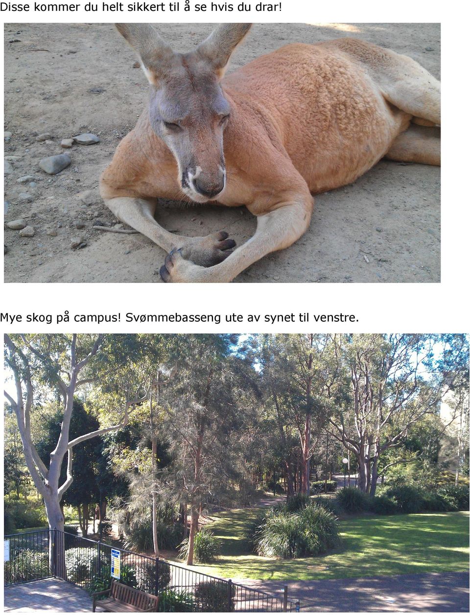 drar! Mye skog på campus!