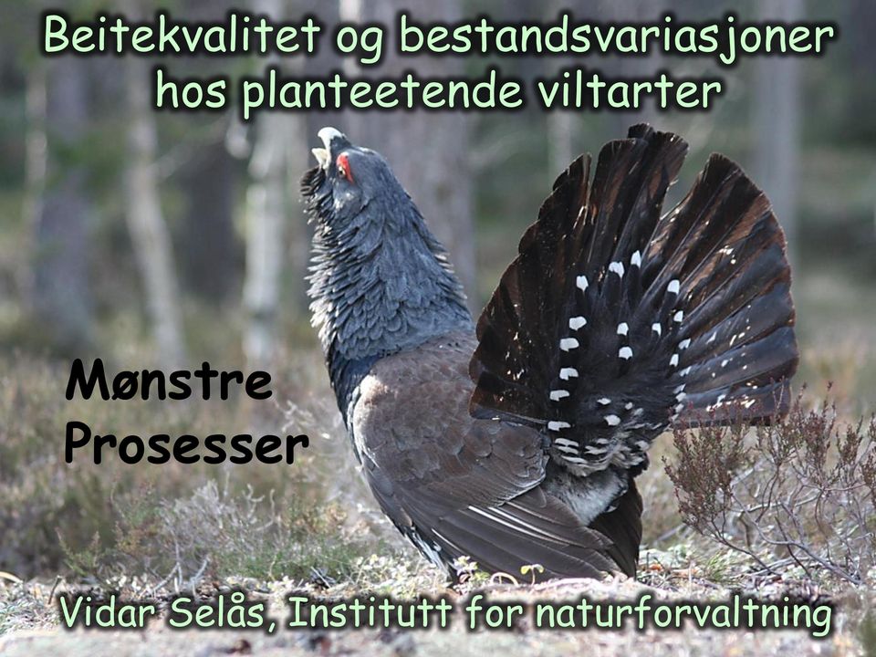 planteetende viltarter Mønstre