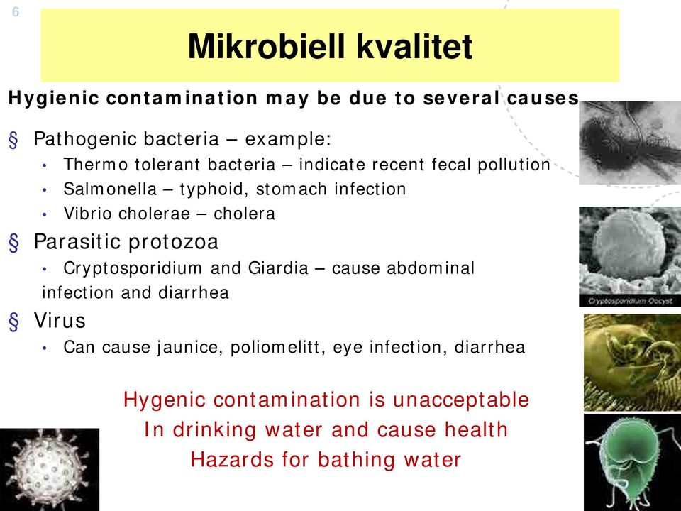 Parasitic protozoa Cryptosporidium and Giardia cause abdominal infection and diarrhea Virus Can cause jaunice,