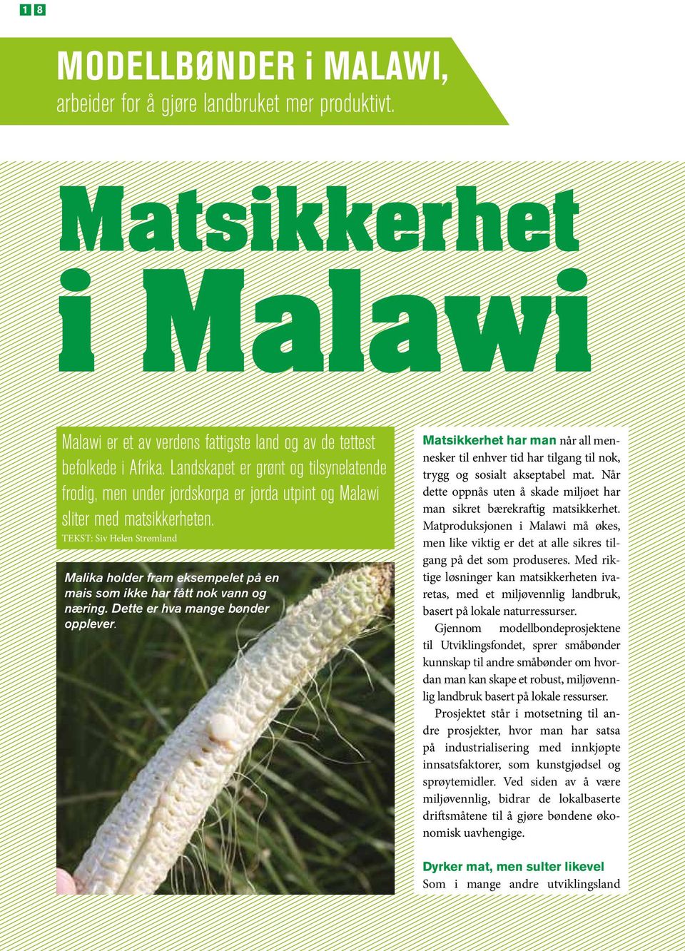 TEKST: Siv Helen Strømland Malika holder fram eksempelet på en mais som ikke har fått nok vann og næring. Dette er hva mange bønder opplever.