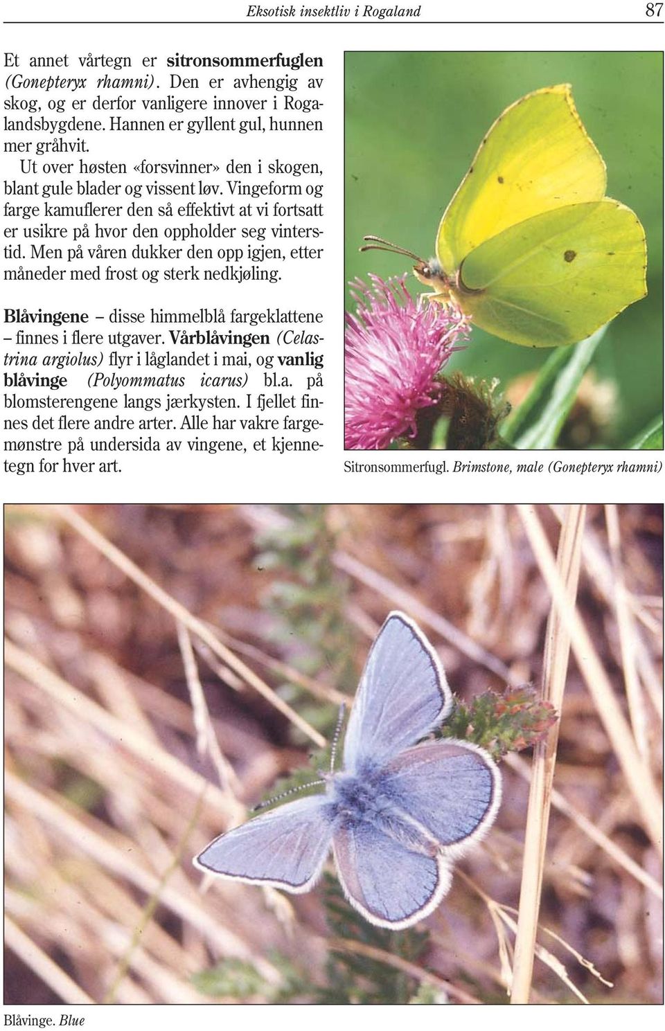 Vingeform og farge kamuflerer den så effektivt at vi fortsatt er usikre på hvor den oppholder seg vinterstid. Men på våren dukker den opp igjen, etter måneder med frost og sterk nedkjøling.