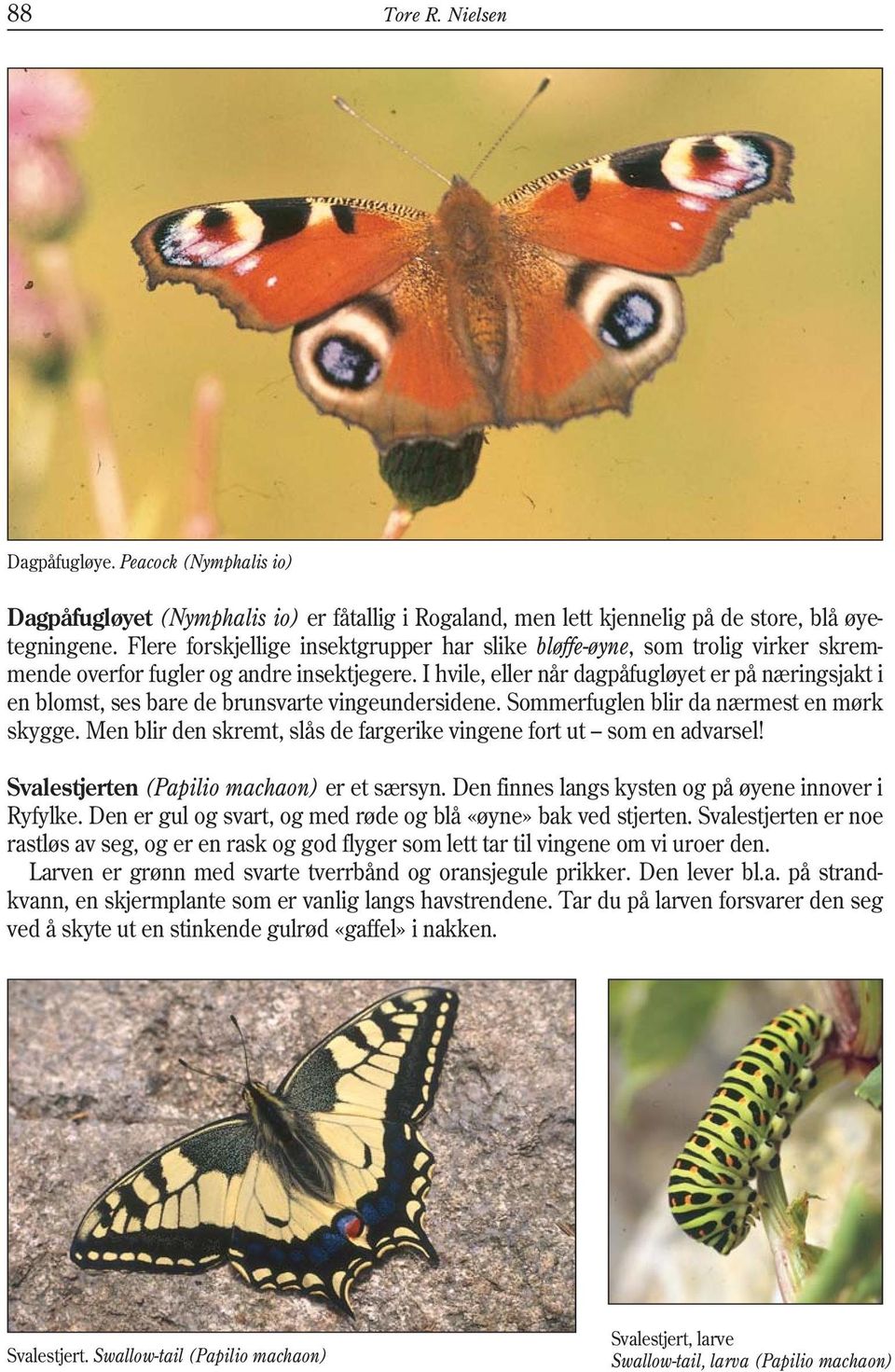 I hvile, eller når dagpåfugløyet er på næringsjakt i en blomst, ses bare de brunsvarte vingeundersidene. Sommerfuglen blir da nærmest en mørk skygge.