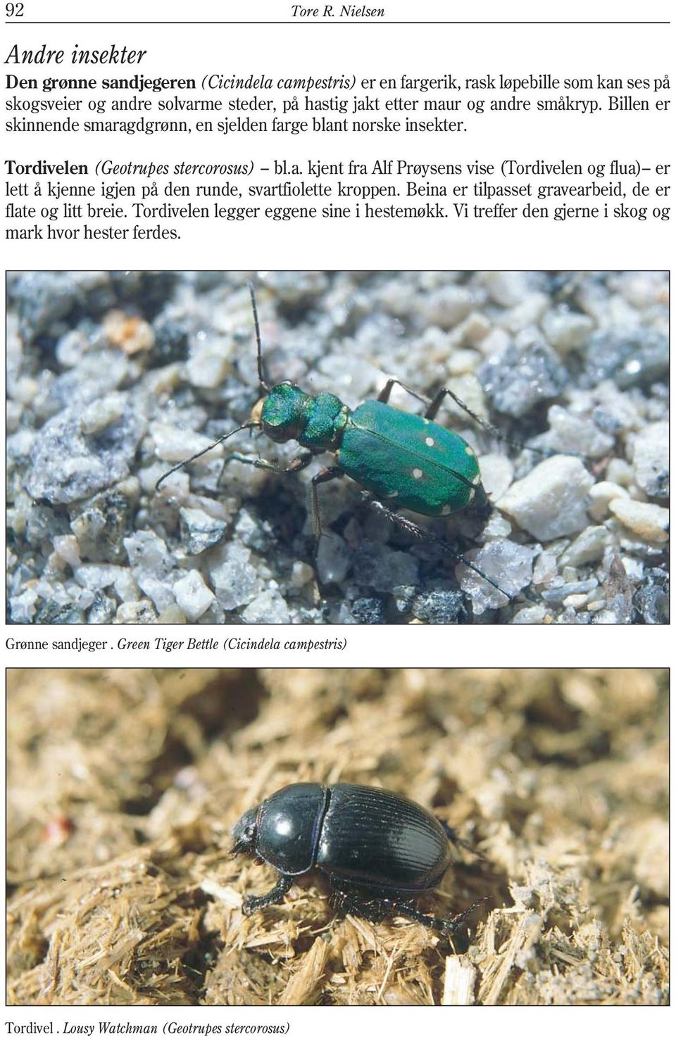 maur og andre småkryp. Billen er skinnende smaragdgrønn, en sjelden farge blant norske insekter. Tordivelen (Geotrupes stercorosus) bl.a. kjent fra Alf Prøysens vise (Tordivelen og flua) er lett å kjenne igjen på den runde, svartfiolette kroppen.