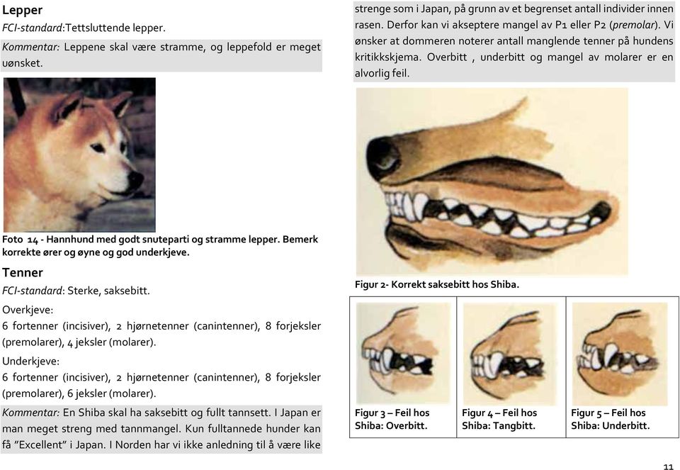 Foto 14 - Hannhund med godt snuteparti og stramme lepper. Bemerk korrekte ører og øyne og god underkjeve. Tenner FCI-standard: Sterke, saksebitt.