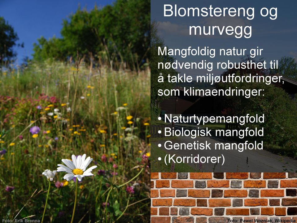 klimaendringer: Naturtypemangfold Biologisk mangfold