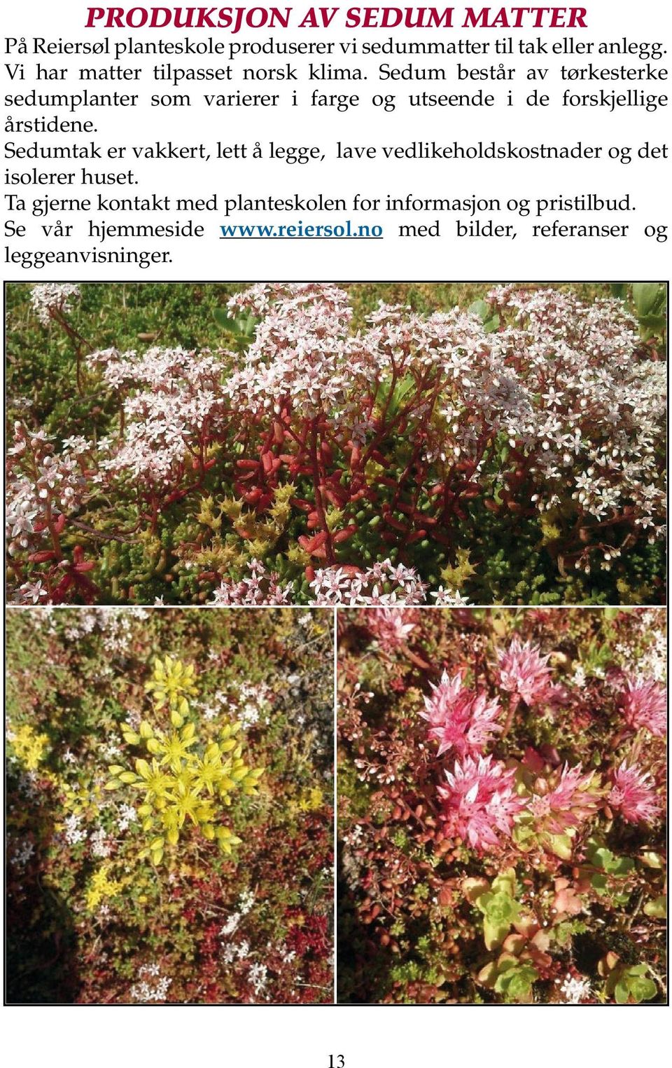 Sedum består av tørkesterke sedumplanter som varierer i farge og utseende i de forskjellige årstidene.