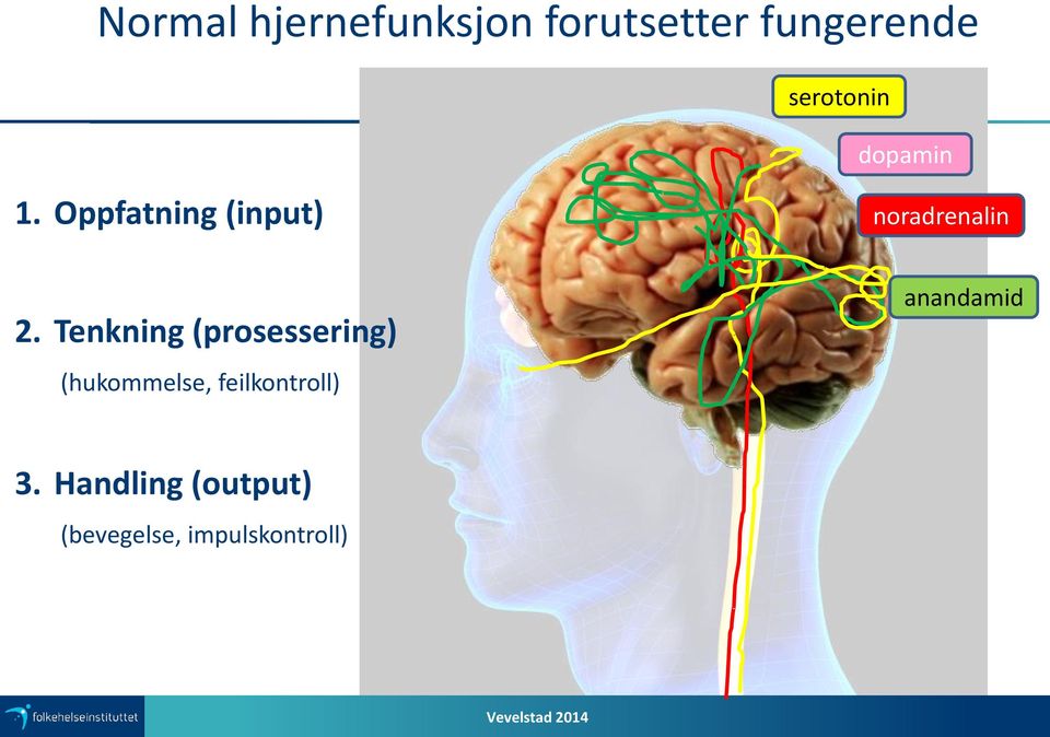 Oppfatning (input) noradrenalin 2.