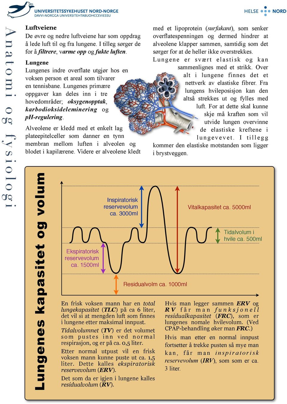 Lungenes primære oppgaver an deles inn i tre hovedområder; osygenoppta, arbodiosideleminering og ph-regulering.