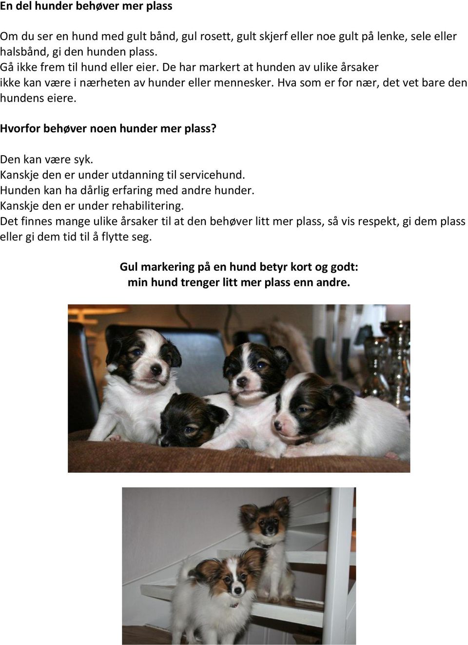 Hvorfor behøver noen hunder mer plass? Den kan være syk. Kanskje den er under utdanning til servicehund. Hunden kan ha dårlig erfaring med andre hunder.