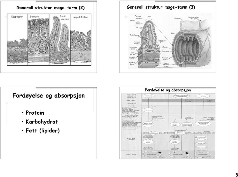 struktur mage-tarm (3) Fordøyelse og