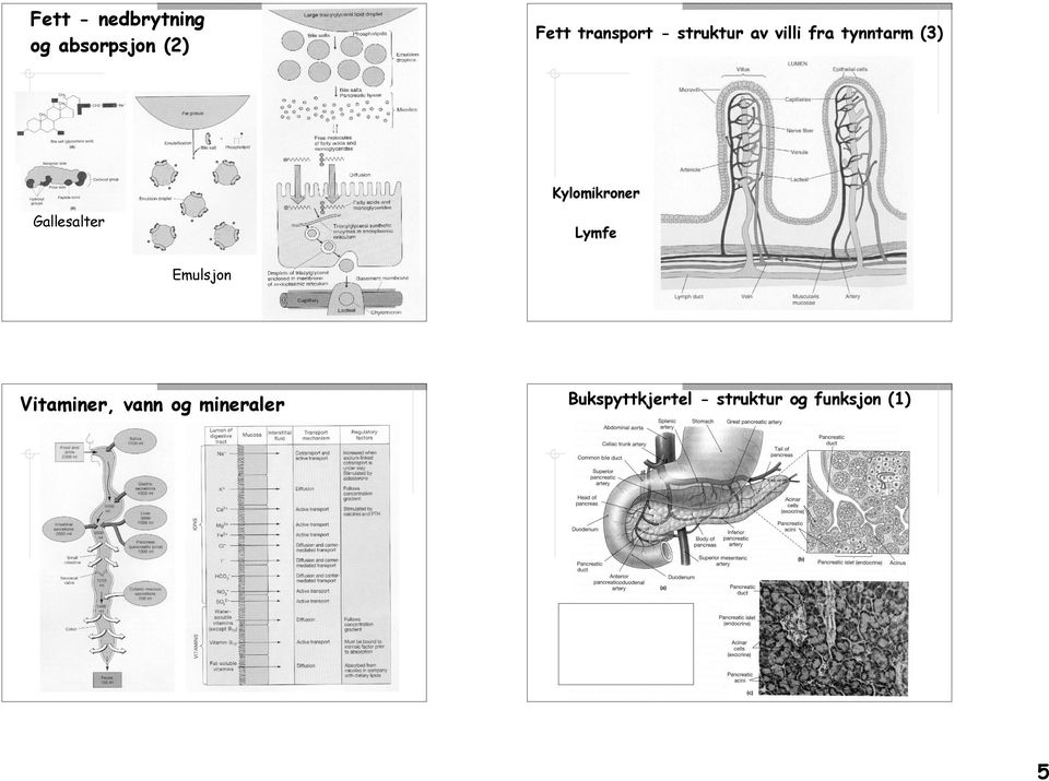 Kylomikroner Gallesalter Lymfe Emulsjon Vitaminer,