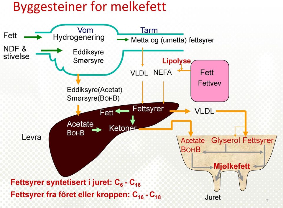 VLDL NEFA Fettsyrer Lipolyse Acetate BOHB Fett Fettvev VLDL Glyserol Fettsyrer Mjølkefett