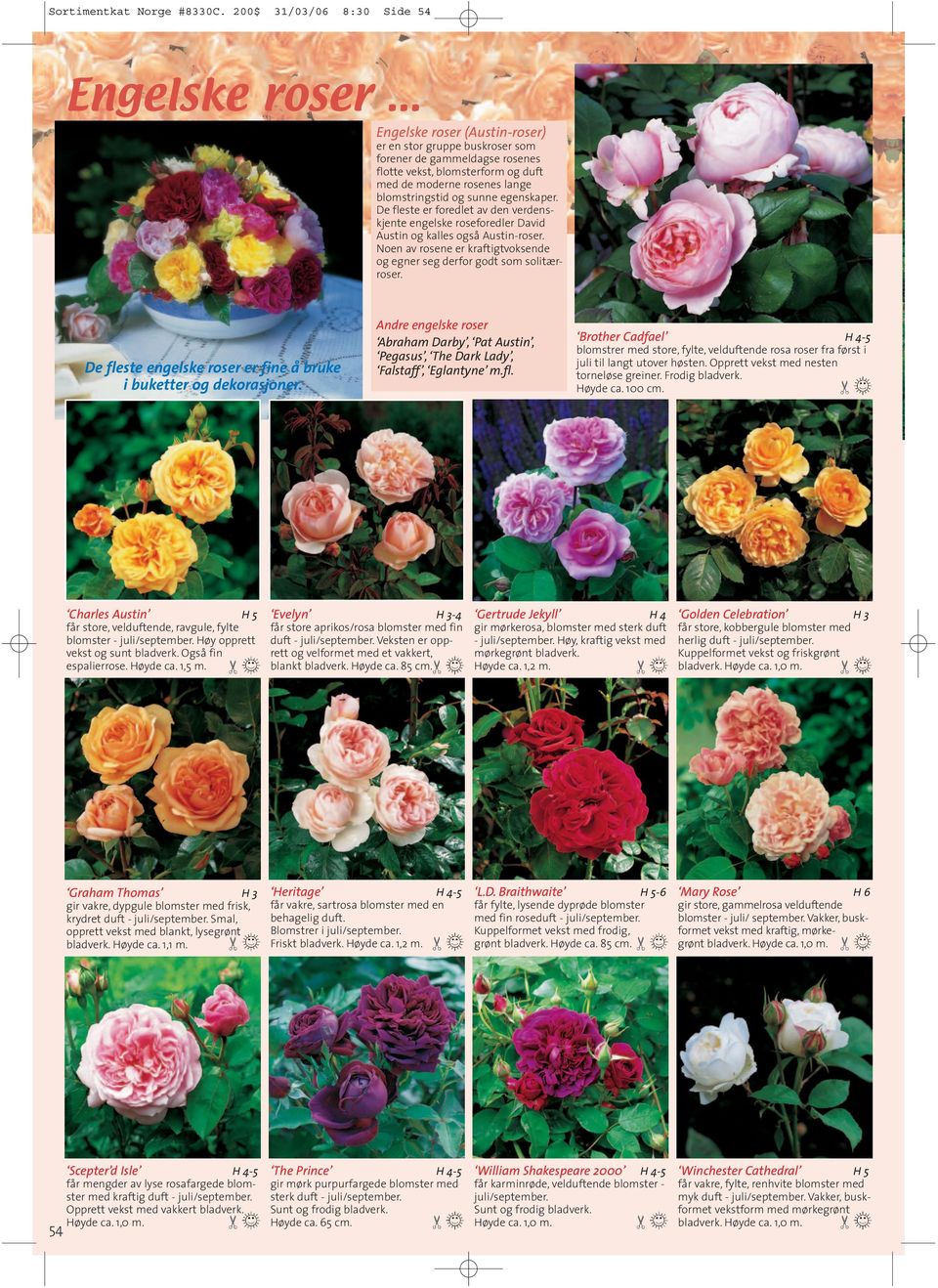 De fleste er foredlet av den verdenskjente engelske roseforedler David Austin og kalles også Austin-roser. Noen av rosene er kraftigtvoksende og egner seg derfor godt som solitærroser.