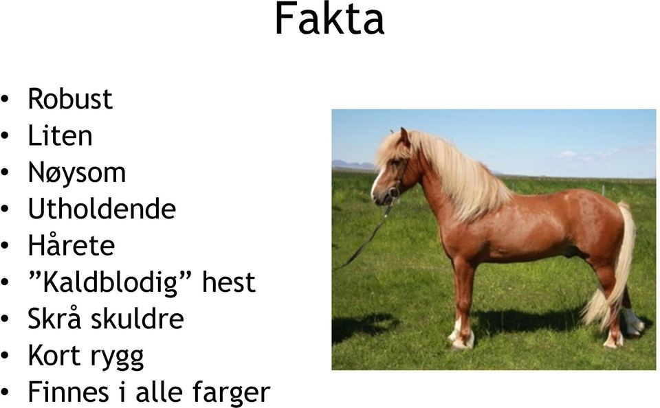 Kaldblodig hest Skrå