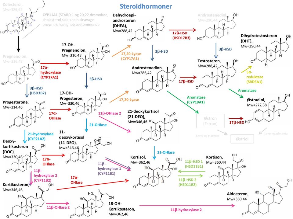 Mw=330,46 11 deoxykortisol (11 DEO), 17α OHlase 3β HSD 21 OHlase 11β OHlase 2 11βhydroxylase 1 (CYP11B1) Steroidhormoner Dehydroepiandrosteron (DHEA), Mw=288,42 17,20 Lyase (CYP17A1) 17,20 Lyase 18