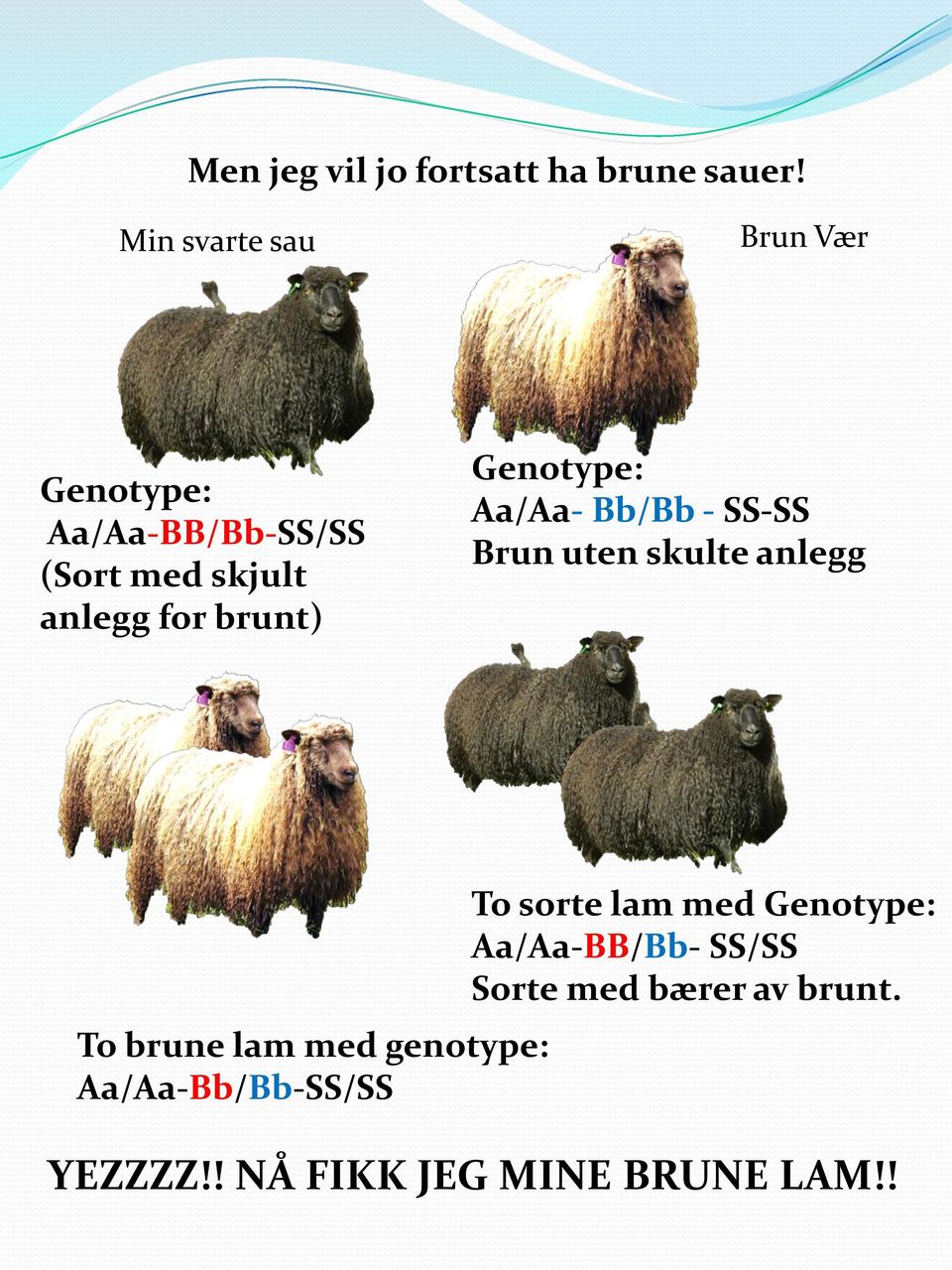 brunt) Genotype: Aa/Aa- Bb/Bb - SS-SS Brun uten skulte anlegg To brune lam med