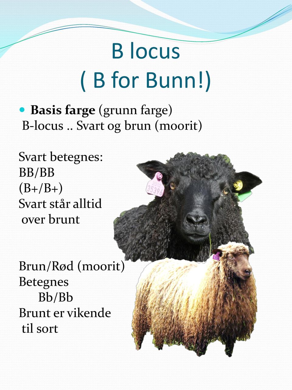 . Svart og brun (moorit) Svart betegnes: BB/BB