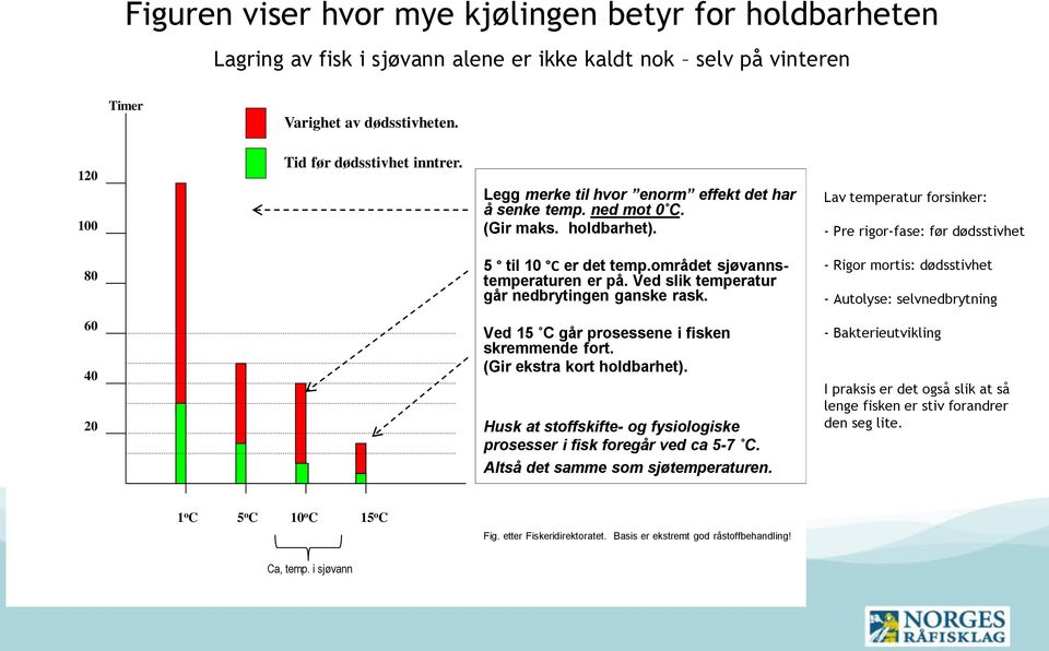 området sjøvannstemperaturen er på. Ved slik temperatur går nedbrytingen ganske rask. - Rigor mortis: dødsstivhet - Autolyse: selvnedbrytning 60 40 20 Ved 15 C går prosessene i fisken skremmende fort.