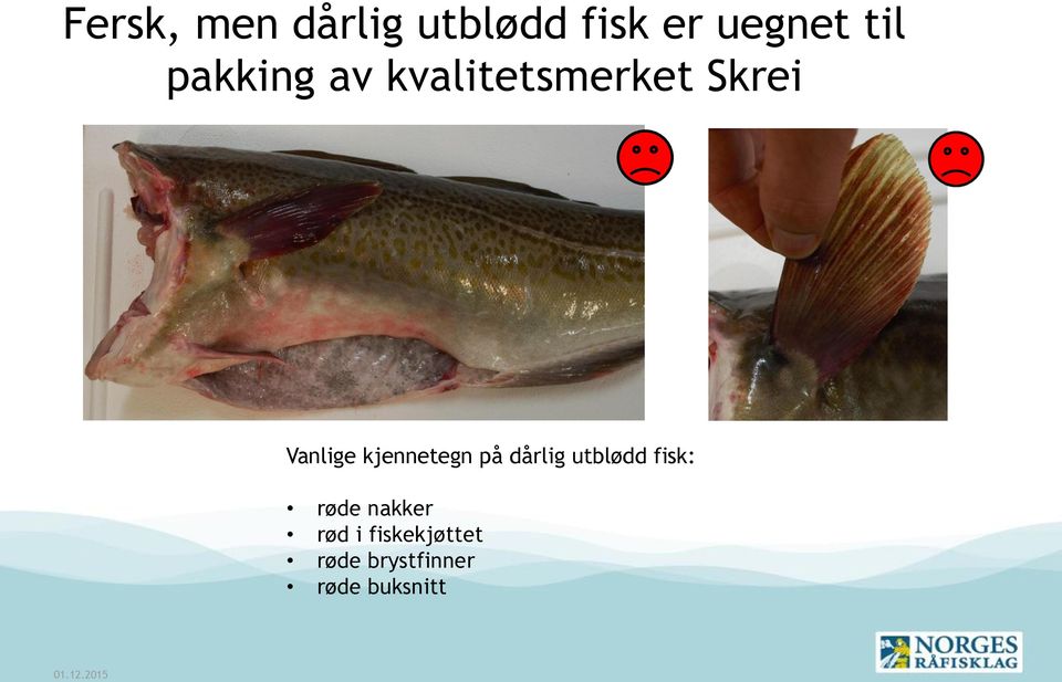 kjennetegn på dårlig utblødd fisk: røde