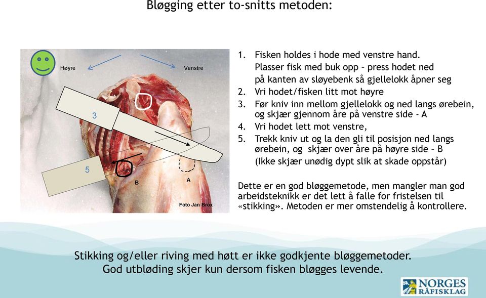 Før kniv inn mellom gjellelokk og ned langs ørebein, og skjær gjennom åre på venstre side - A 4. Vri hodet lett mot venstre, 5.