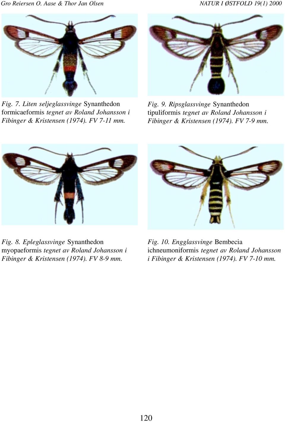 FV 7-9 mm. Fig. 8. Epleglassvinge Synanthedon myopaeformis tegnet av Roland Johansson i Fibinger & Kristensen (1974).