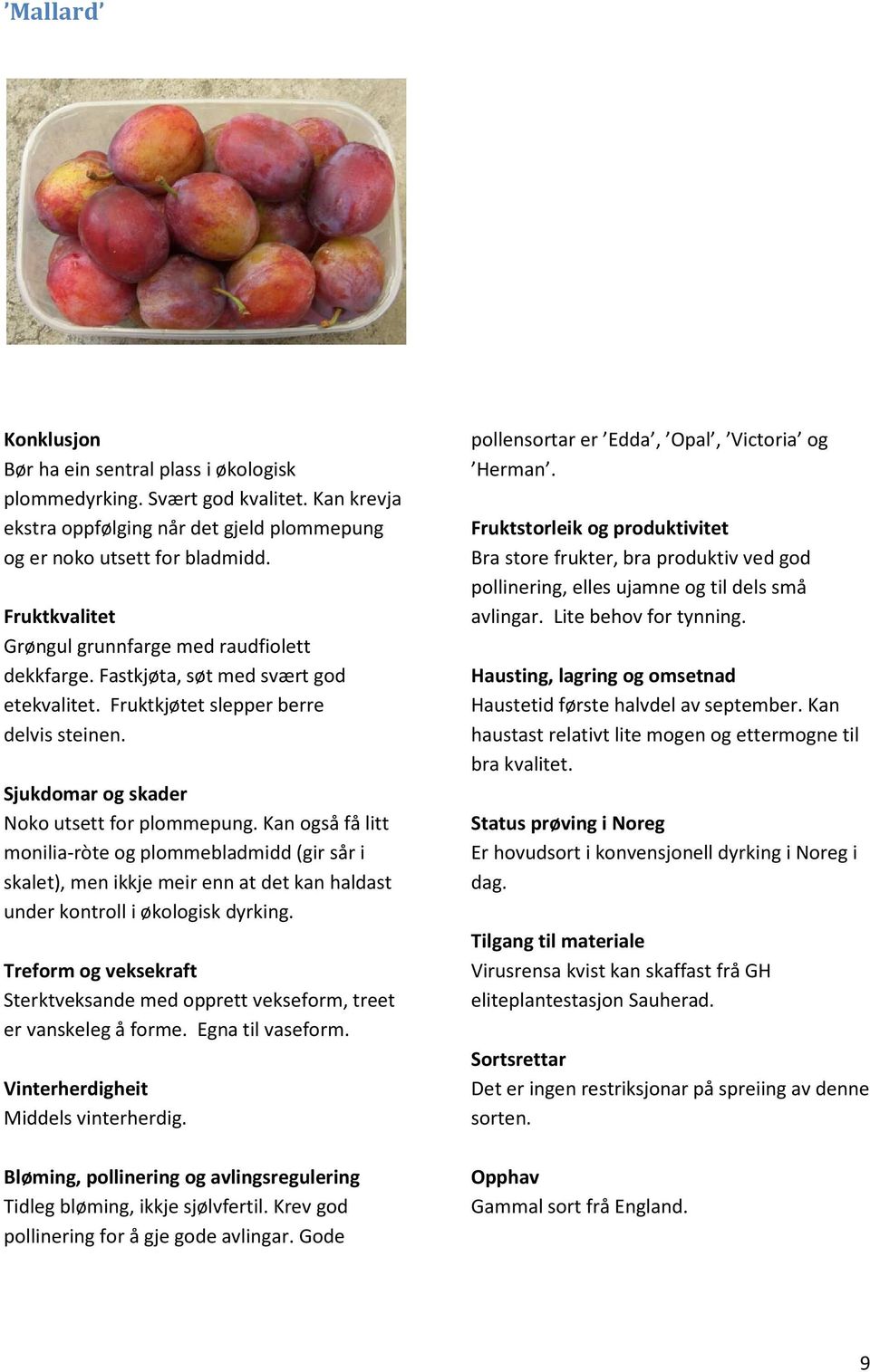 Kan også få litt monilia-ròte og plommebladmidd (gir sår i skalet), men ikkje meir enn at det kan haldast under kontroll i økologisk dyrking.