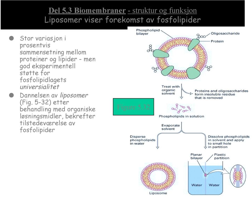 variasjon i prosentvis sammensetning mellom proteiner og lipider - men god eksperimentell