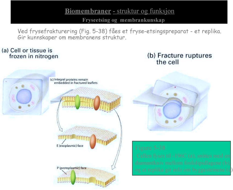 Gir kunnskaper om membranens struktur.