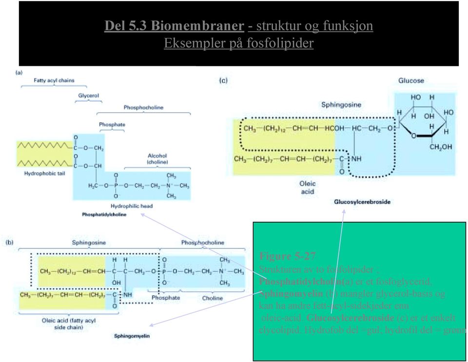 Strukturen av to fosfolipider ; Phosphatidylcholin(a) er et fosfoglycerid,