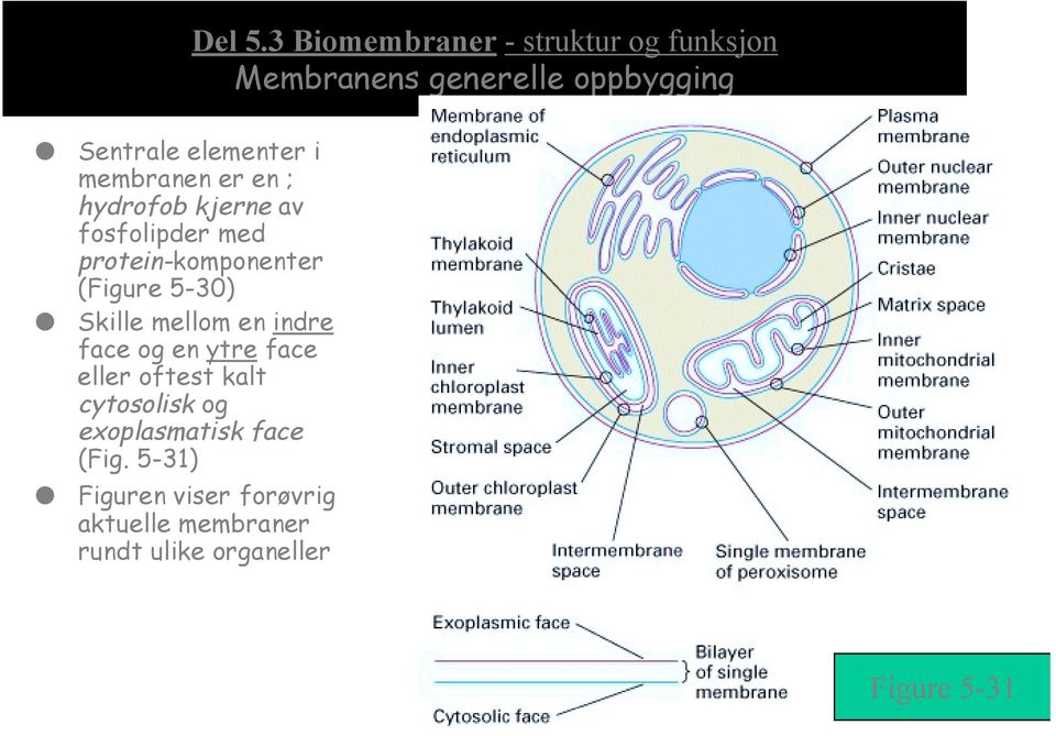 membranen er en ; hydrofob kjerne av fosfolipder med protein-komponenter (Figure 5-30)