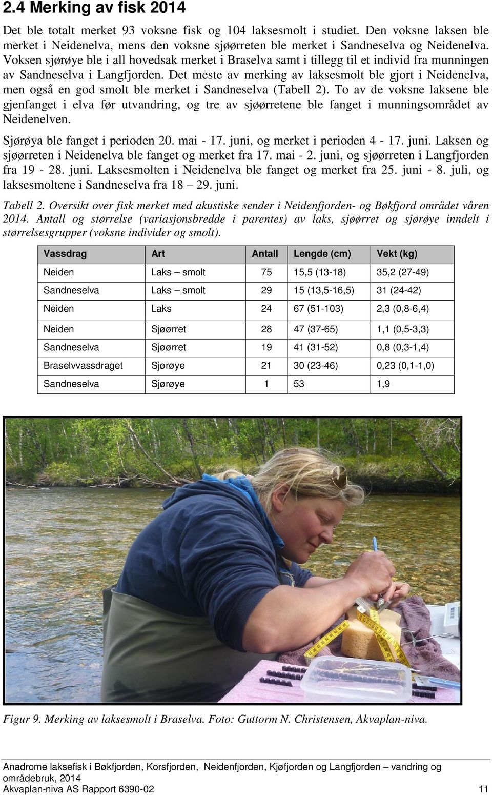 Det meste av merking av laksesmolt ble gjort i, men også en god smolt ble merket i Sandneselva (Tabell 2).