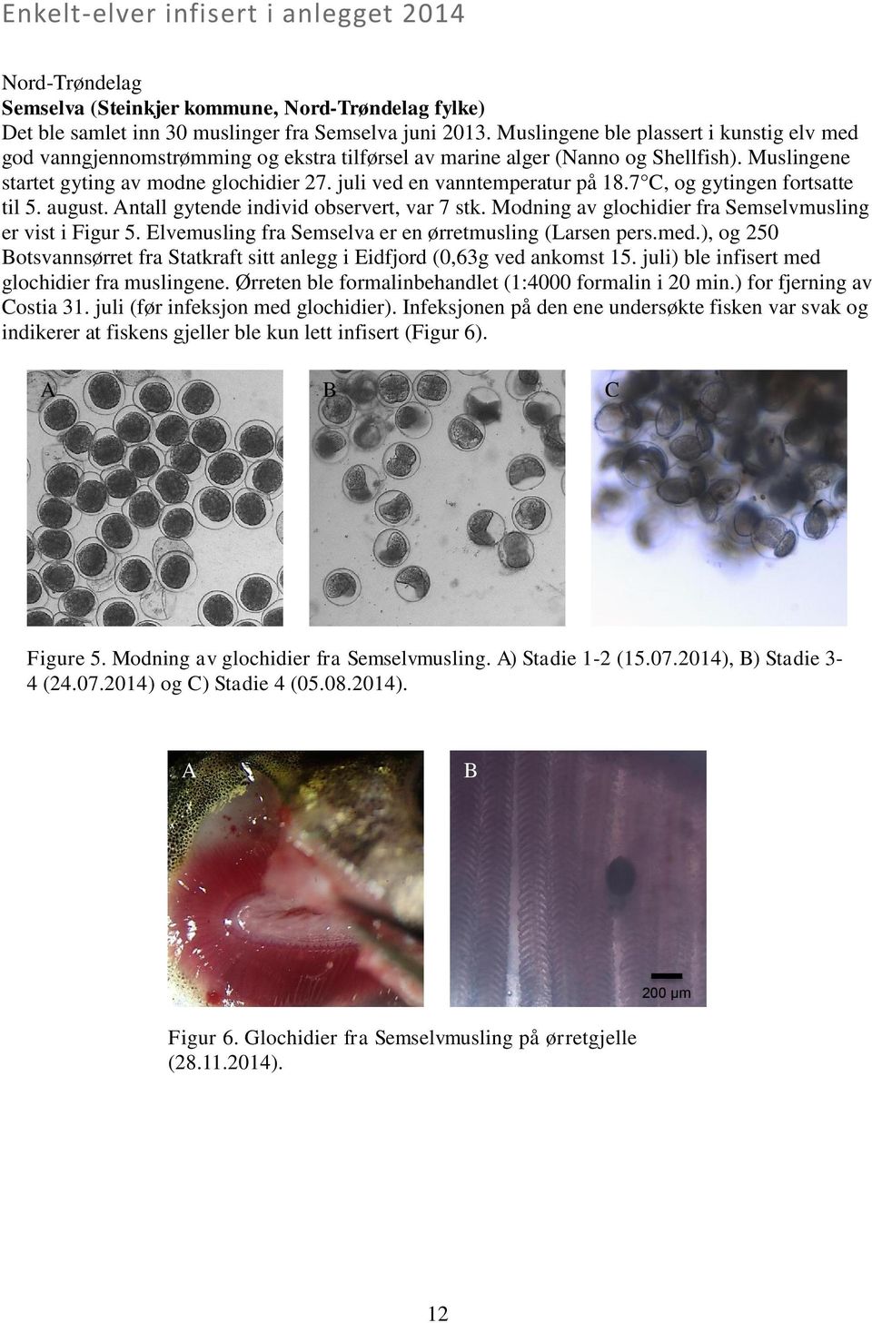 juli ved en vanntemperatur på 18.7 C, og gytingen fortsatte til 5. august. ntall gytende individ observert, var 7 stk. Modning av glochidier fra Semselvmusling er vist i Figur 5.