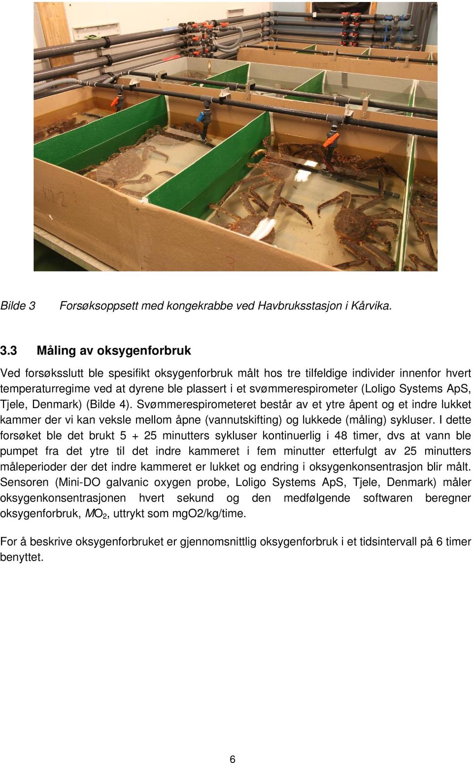 3 Måling av oksygenforbruk Ved forsøksslutt ble spesifikt oksygenforbruk målt hos tre tilfeldige individer innenfor hvert temperaturregime ved at dyrene ble plassert i et svømmerespirometer (Loligo