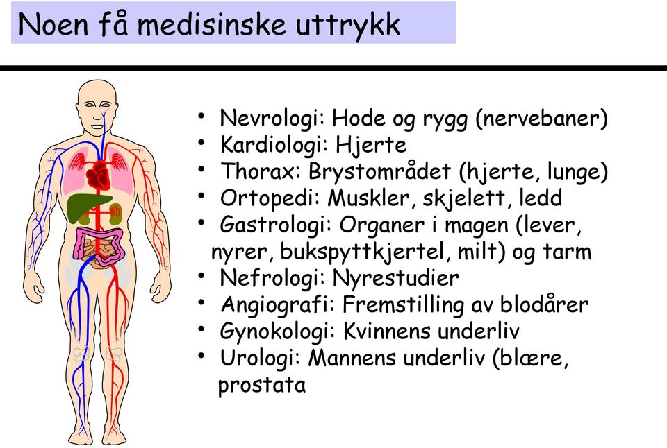 Organer i magen (lever, nyrer, bukspyttkjertel, milt) og tarm Nefrologi: Nyrestudier