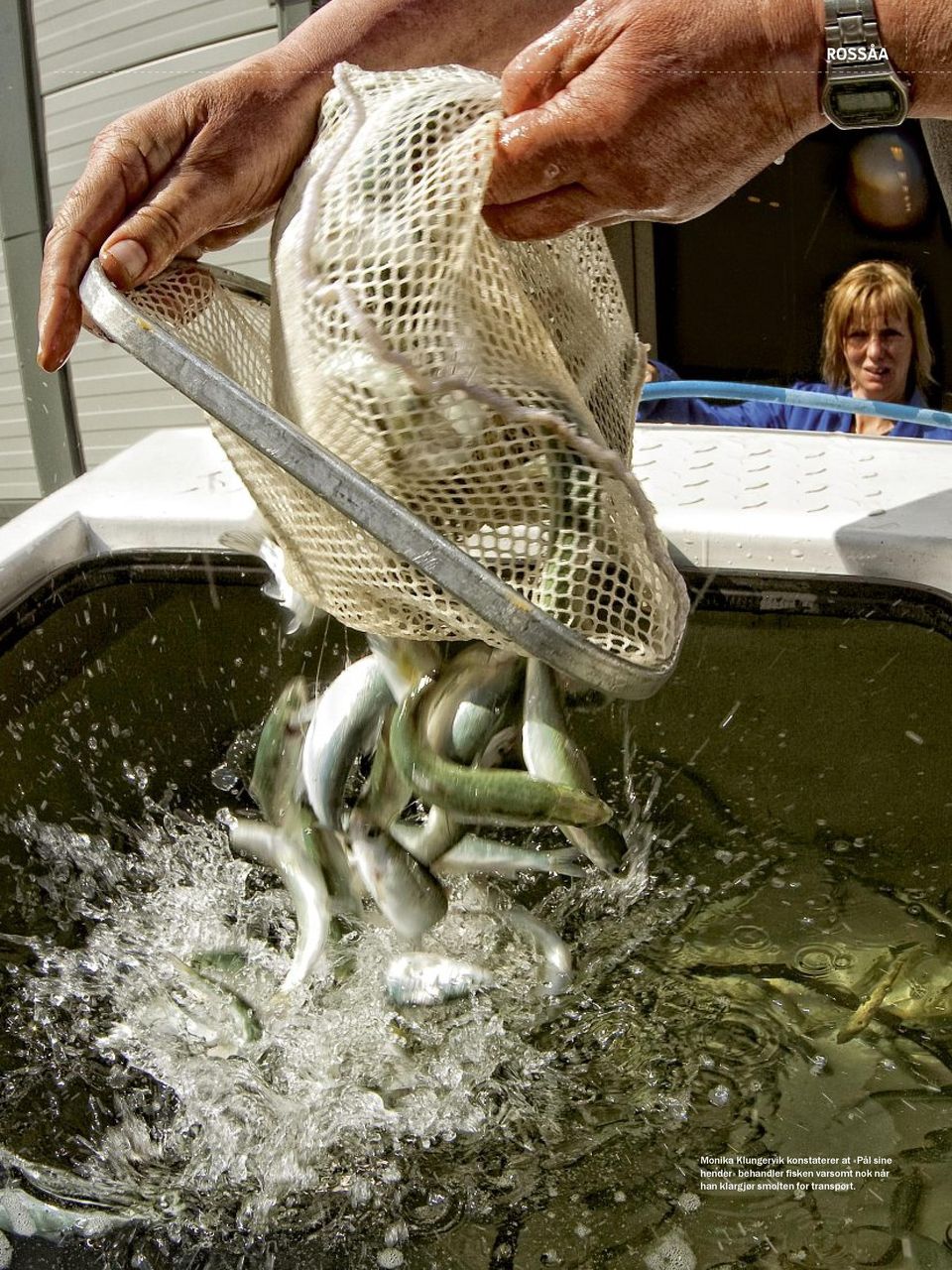 behandlerfisken varsomtnok når