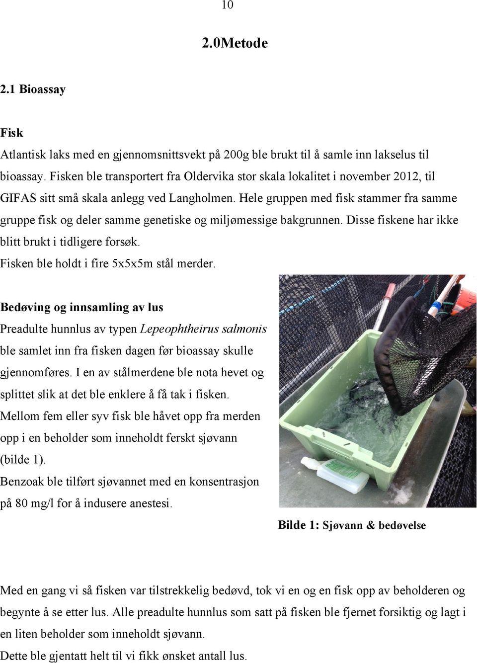 Hele gruppen med fisk stammer fra samme gruppe fisk og deler samme genetiske og miljømessige bakgrunnen. Disse fiskene har ikke blitt brukt i tidligere forsøk.