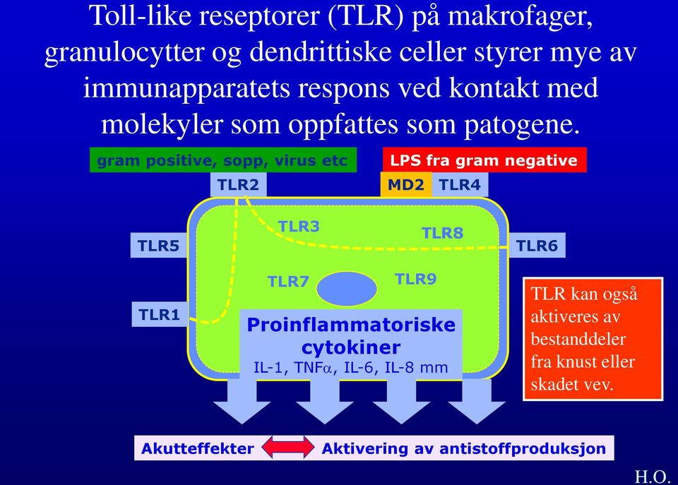 gram positive, sopp, virus etc TLR2 LPS fra gram negative MD2 TLR4 TLR5 TLR3 TLR8 TLR6 TLR1 TLR7 TLR9