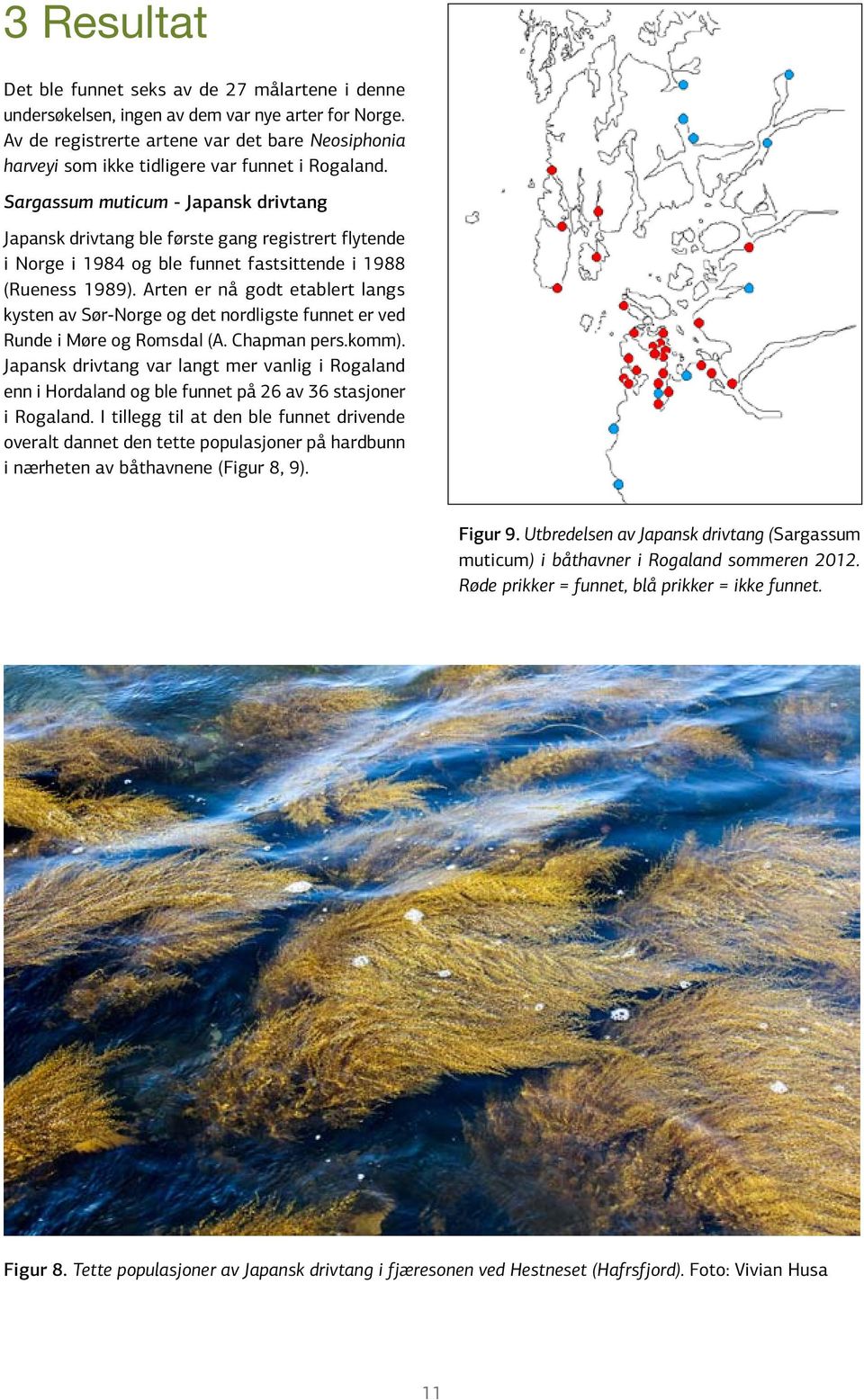 Sargassum muticum - Japansk drivtang Japansk drivtang ble første gang registrert flytende i Norge i 1984 og ble funnet fastsittende i 1988 (Rueness 1989).