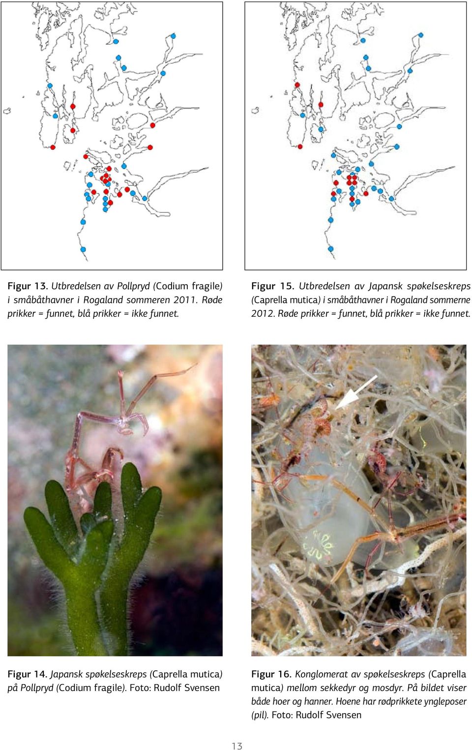 Røde prikker = funnet, blå prikker = ikke funnet. Figur 14. Japansk spøkelseskreps (Caprella mutica) på Pollpryd (Codium fragile).