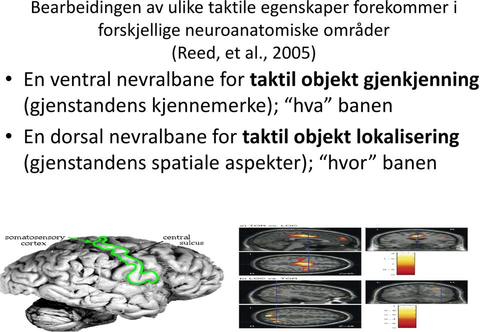 , 2005) En ventral nevralbane for taktil objekt gjenkjenning (gjenstandens