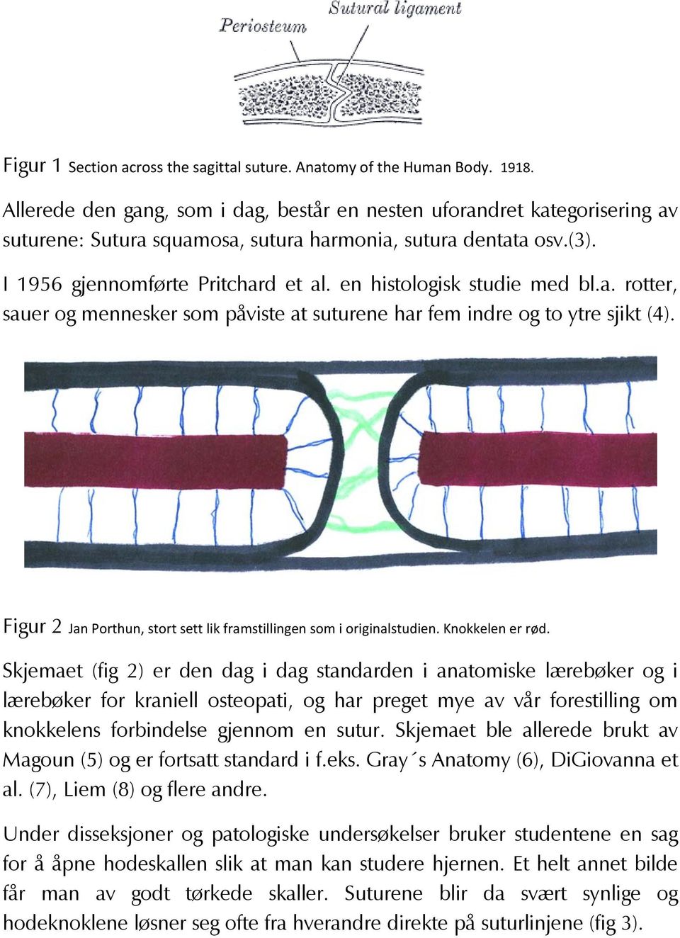 en histologisk studie med bl.a. rotter, sauer og mennesker som påviste at suturene har fem indre og to ytre sjikt (4). Figur 2 Jan Porthun, stort sett lik framstillingen som i originalstudien.