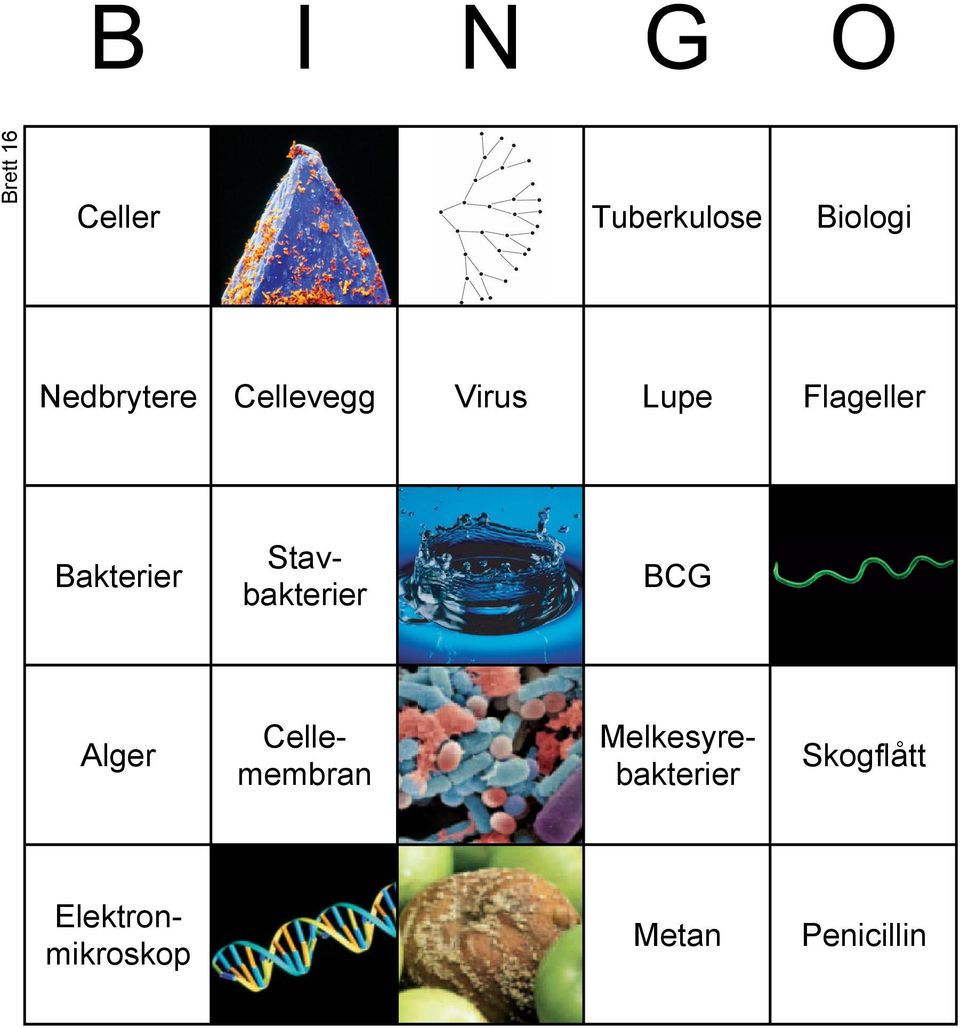 Virus Lupe Flageller Bakterier