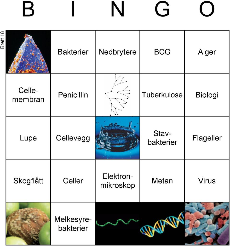 Tuberkulose Biologi Lupe